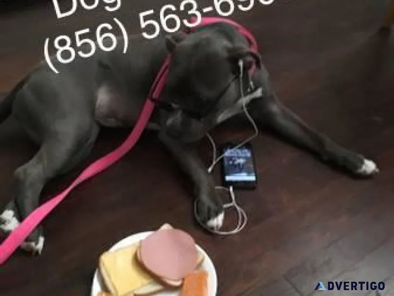 Dogs puppies control all