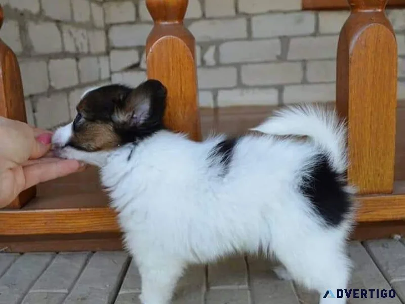 Cute Papillon puppies