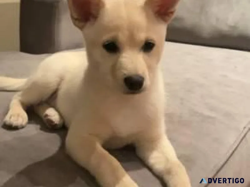 Shiba Inu puppies now ready