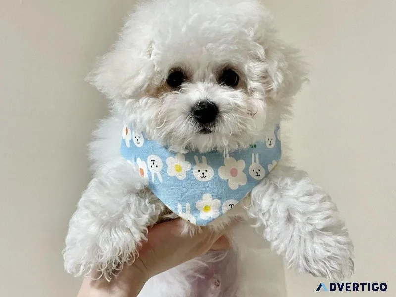Stunning Bichon Frise Puppies