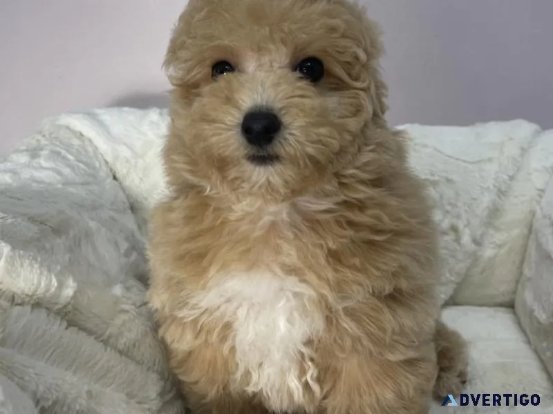 Miniature Poodle Puppy