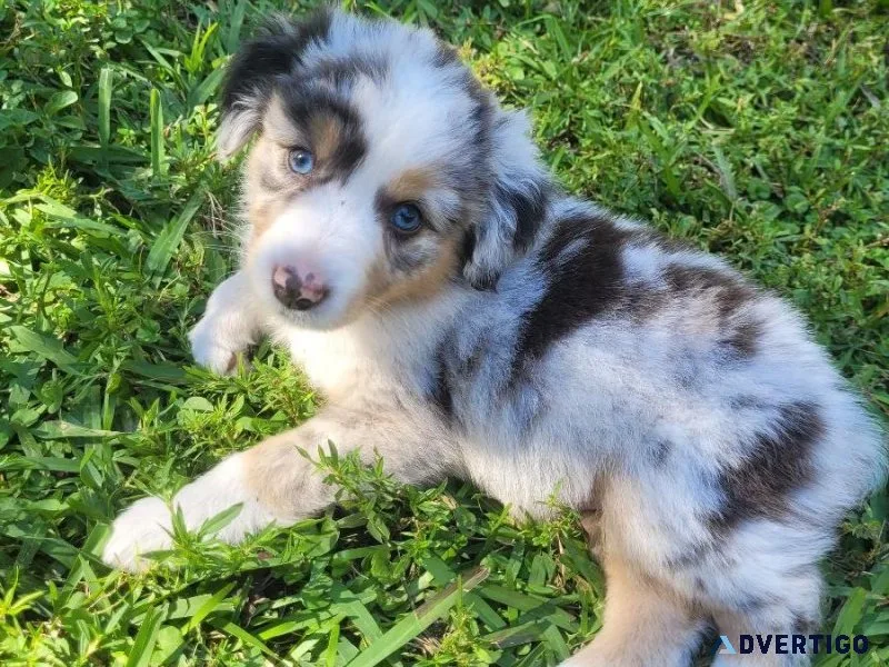 Australian shepherd