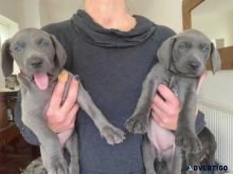 Calm Weimaraner Puppies