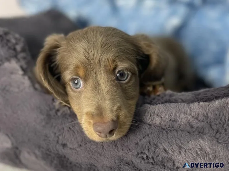 Dachshund Puppy (Christmas Giveaway)