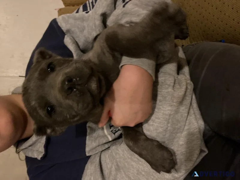 Cane Corso puppes for rehomeing