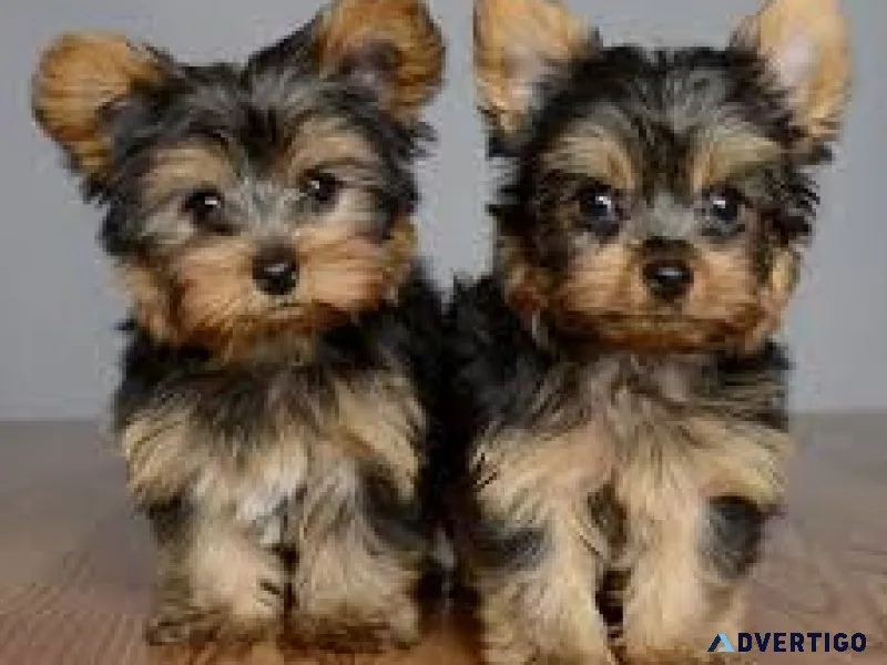 Cute teacup yorkies