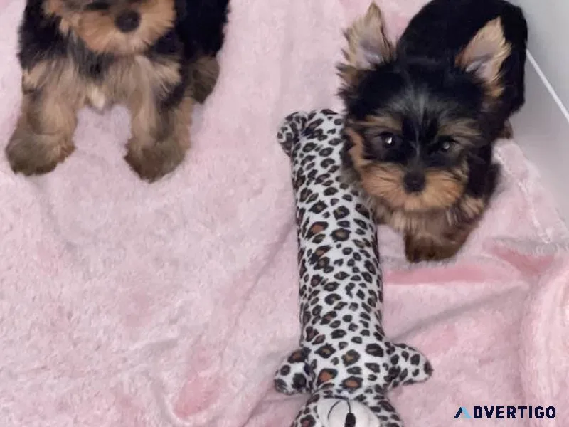 Adorable teacup male and female yorkie puppies available