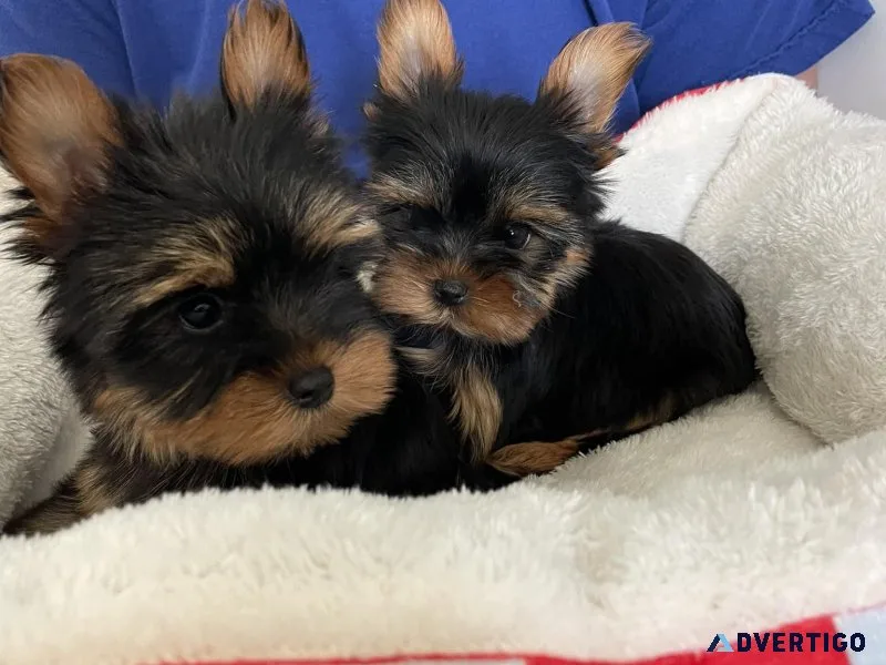 Yorkshire terrier puppies for sale