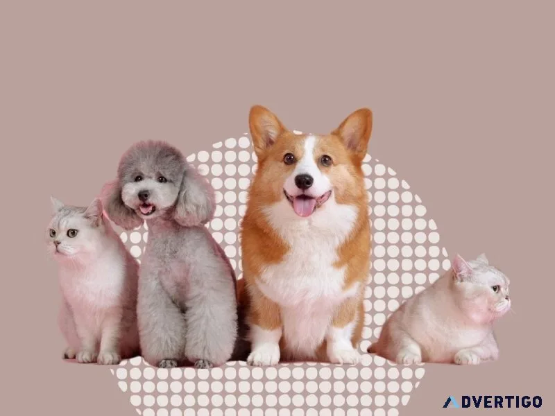 Pet care guide: nurturing happy and healthy pets