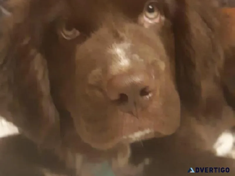 AKC Newfoundland