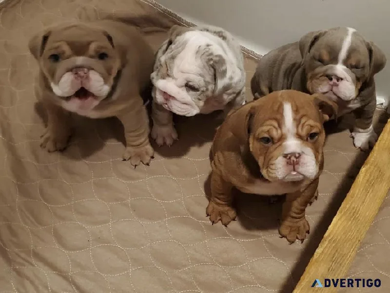 Healthy English Bulldog Puppy