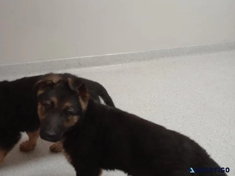 AKC German Shepherds