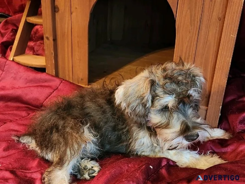 Min.Schnauzer Puppy