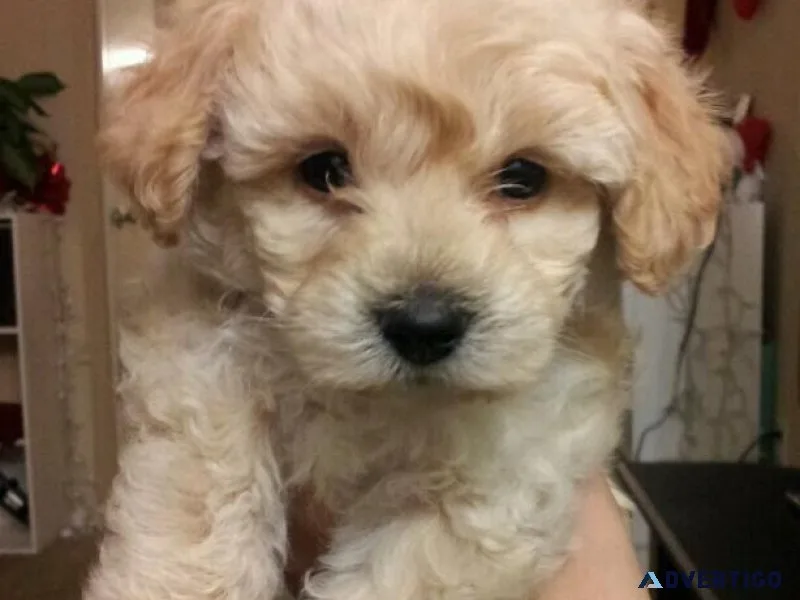 Maltipoo