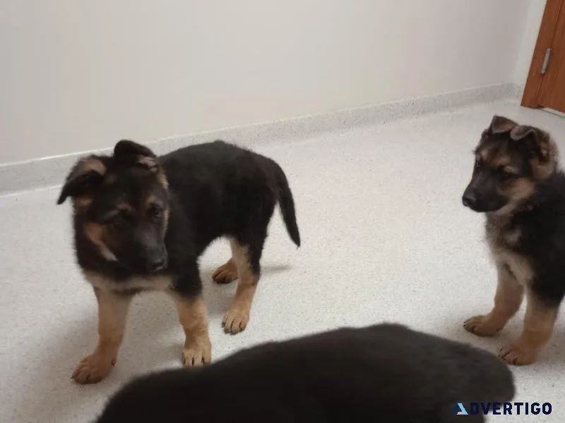 AKC German Shepherds