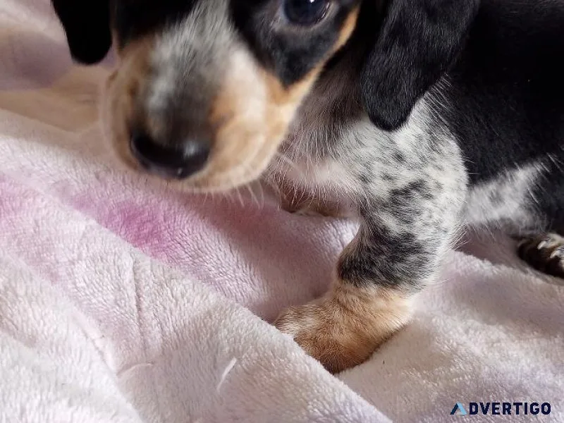 Miniature Dachshund Puppies