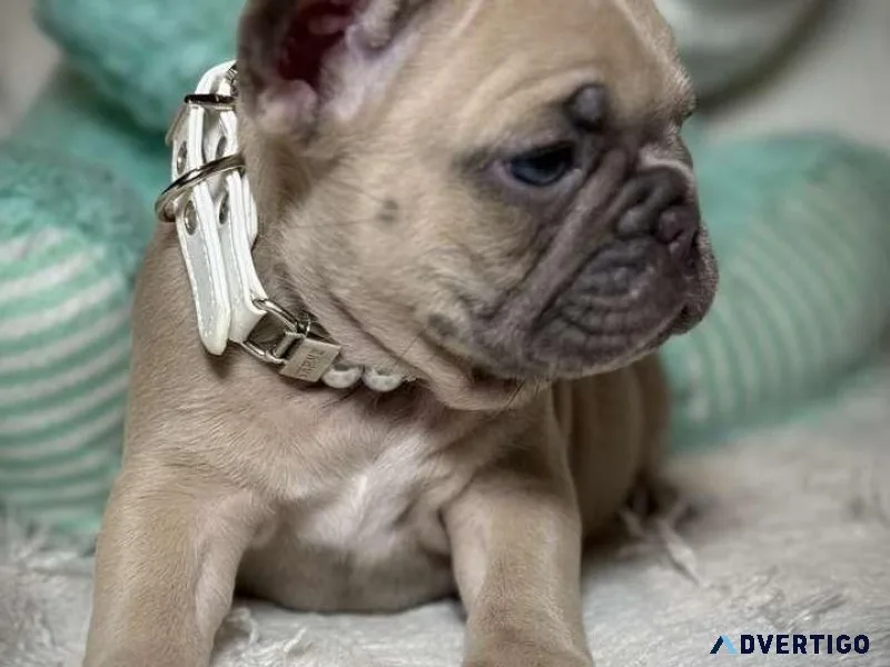 High Quality French Bulldog Female Puppy Easter Ready
