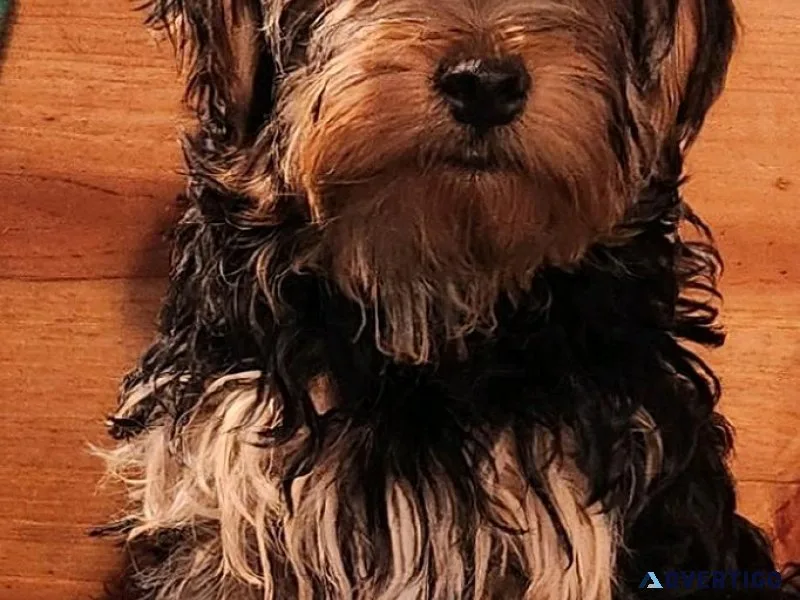 Yorkie Puppy