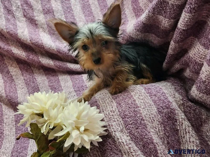 Yorkie Puppies