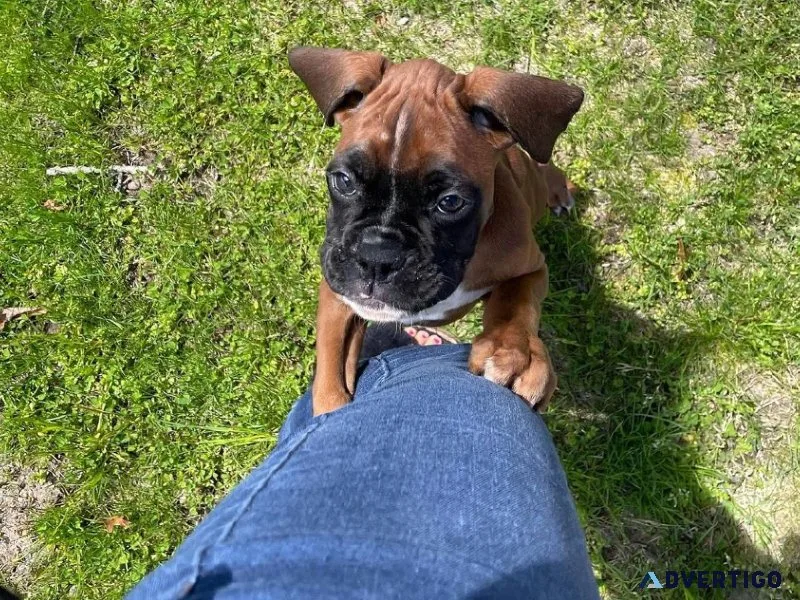 boxer puppy for adoption