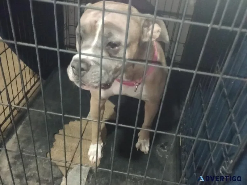 Blue nose pitbull