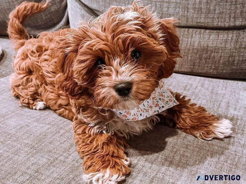 Mini Labradoodles for Sale