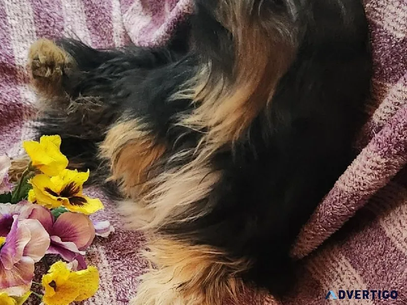 YorkshireAussie Hybrid Puppy Boy
