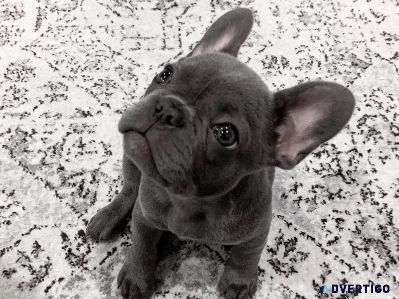 French bulldog puppy -female