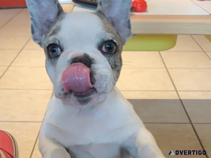 French bulldog puppy-marie