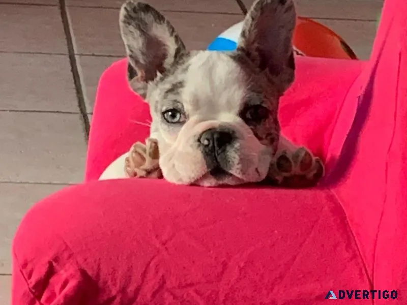 Female -french bulldog puppy