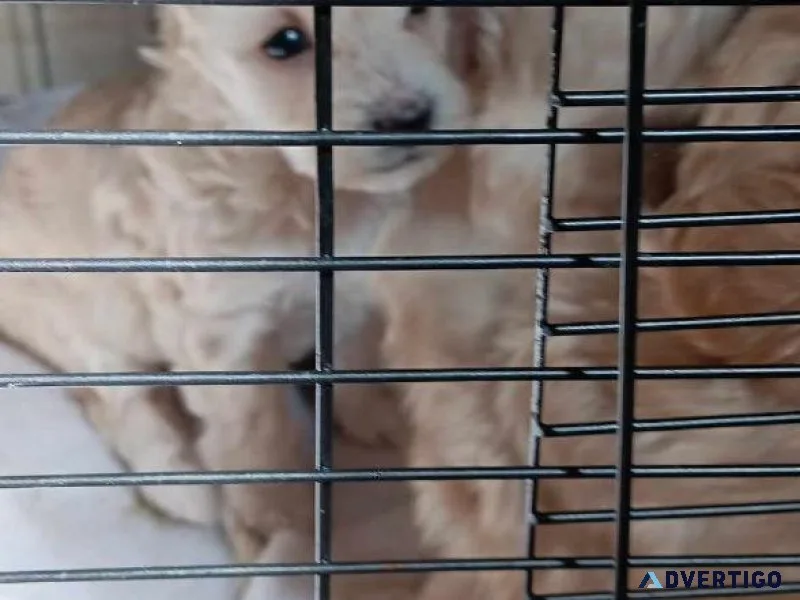 Loving Puppies Want Good Home