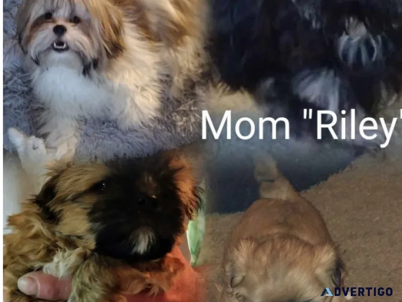 Male Shih Tzu puppy