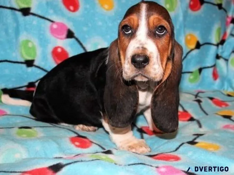Beautiful Male and Female Basset Hound Puppies