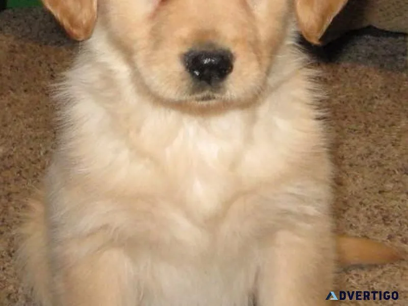 Nice Coat Golden Retriever Puppies All Set