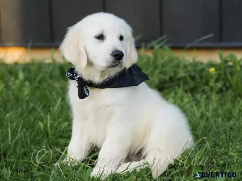 Healthy golden retriever puppies for sale