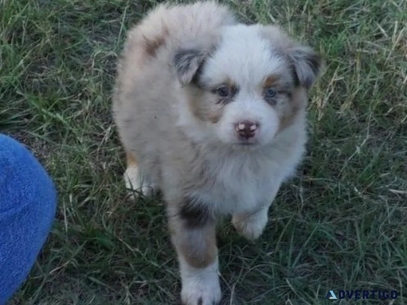 Well Trained Australian Shepherd puppies