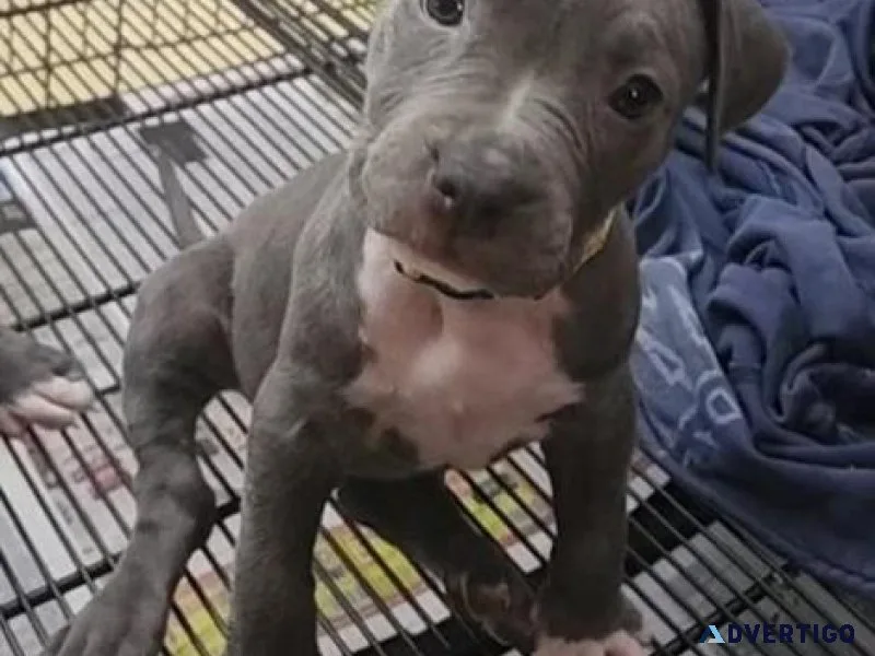 Home Trained American Pit Bull Terrier puppies