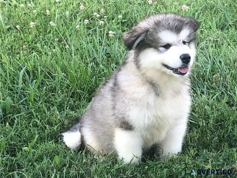 Well Trained Alaskan Malamute puppies available
