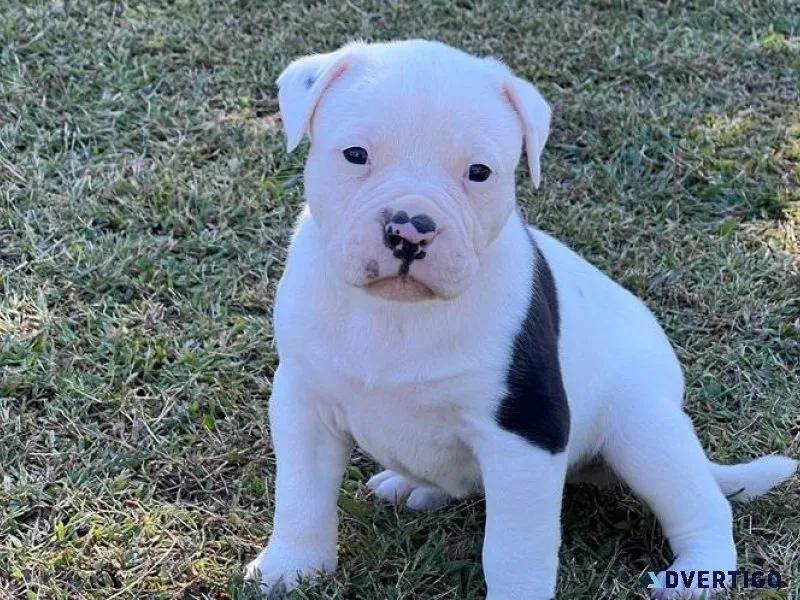 Home raised American Bulldog puppies available