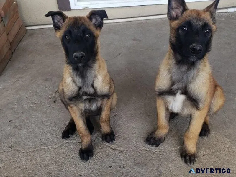 Potty Trained Belgian Malinois puppies