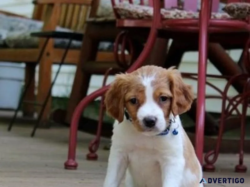 Adorable Brittany Spaniel puppies