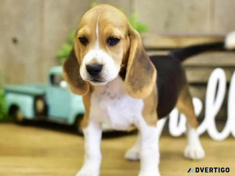 Stunning Beagle puppies available.