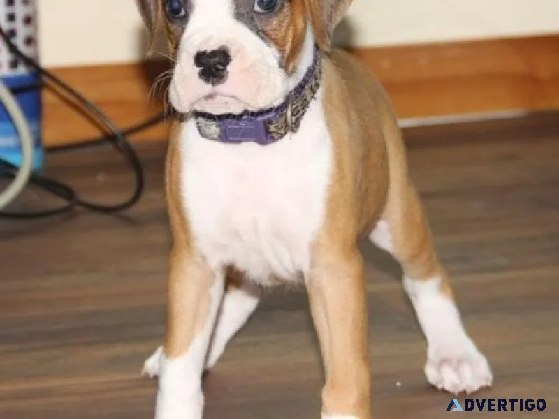 Home Trained Boxer Puppies For Sale