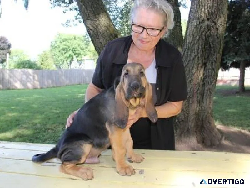 Home raised Bloodhound puppies male and female