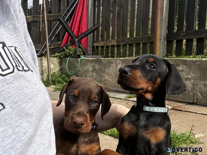 Doberman puppies available