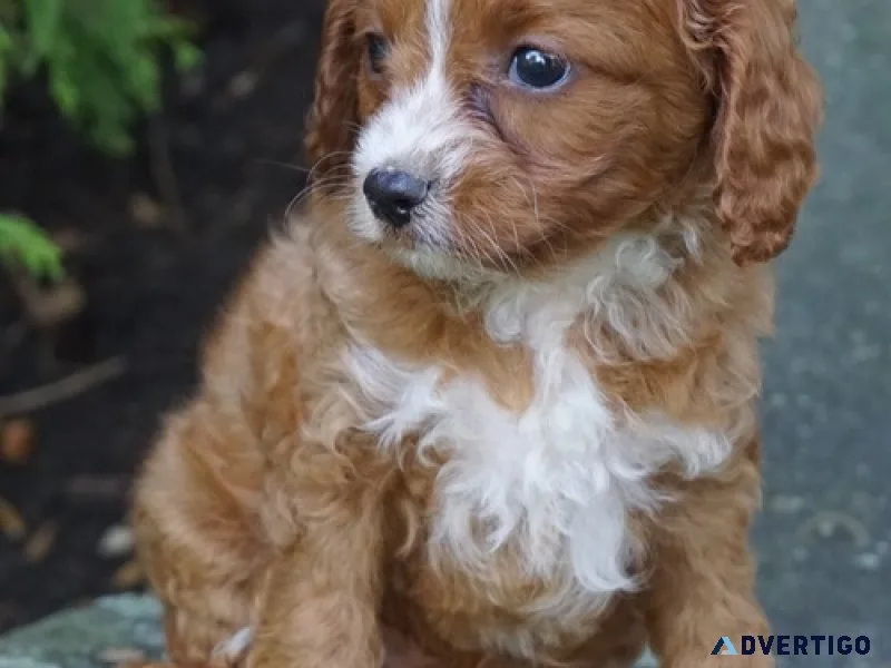Hsg gorgeous cavapoo puppies available