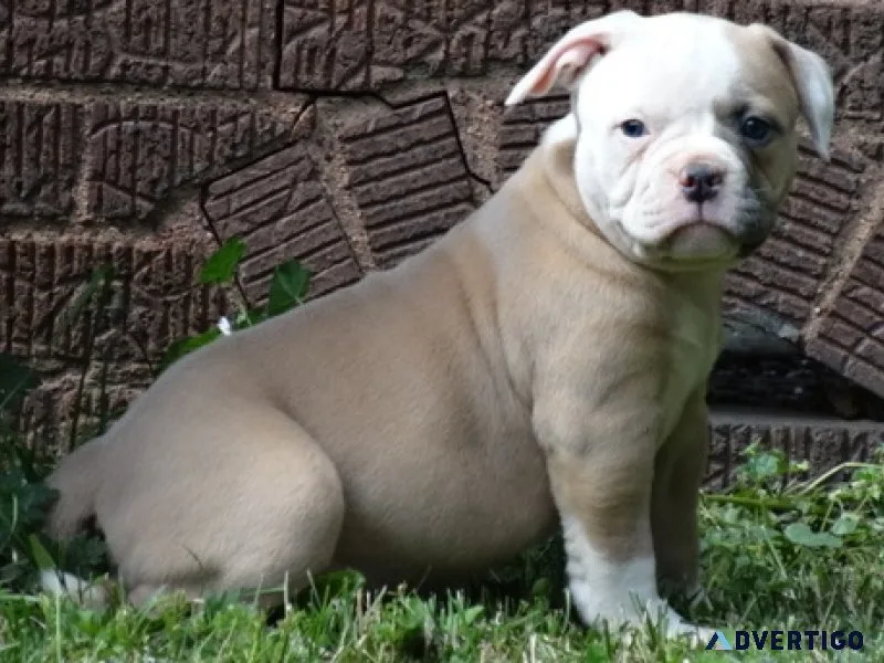 Vskj beautiful american bulldog puppies