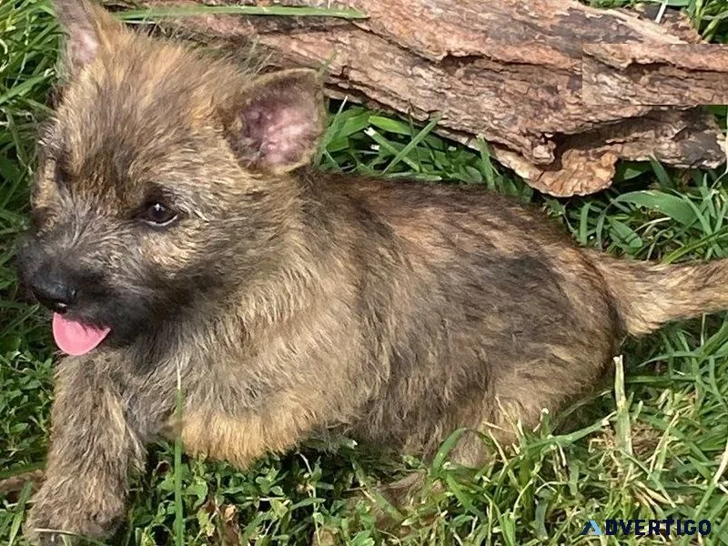 Adorable Cairn Terrier Puppies For Sale