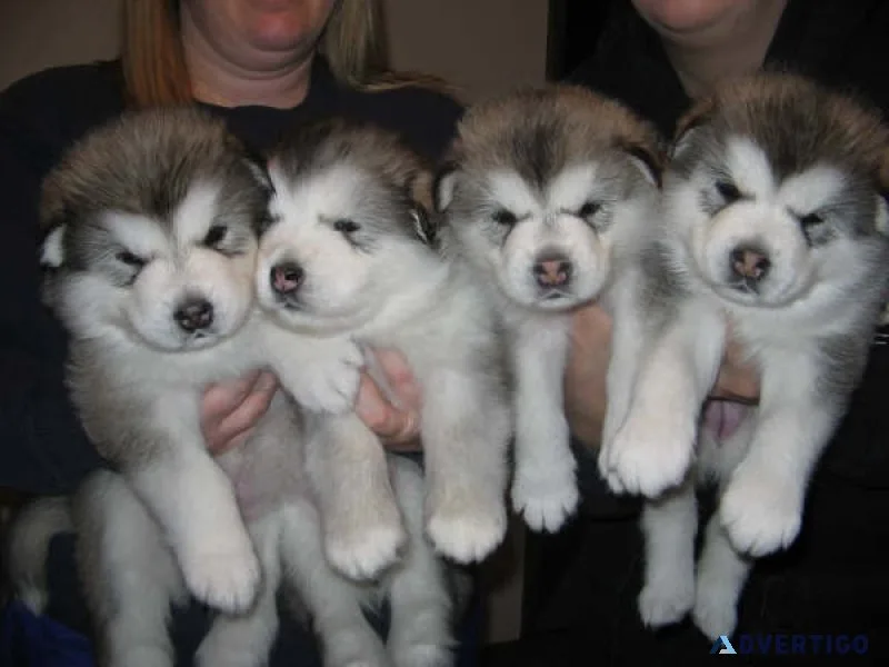 Ygs beautiful alaskan malamute puppies ready