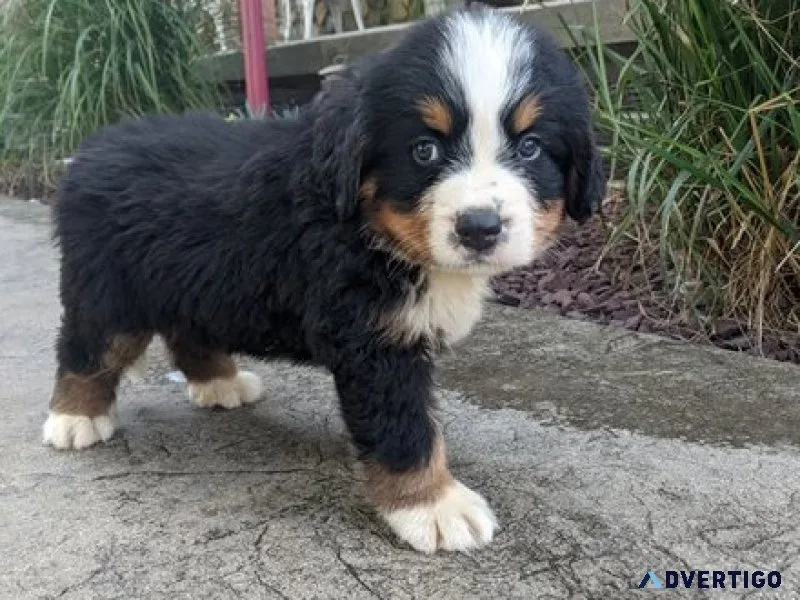 Ujhd healthy bernese mountain dog puppies